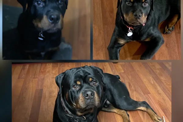 rs=w_1280,h_1280 (1)