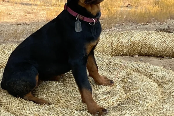 rs=w_2560,h_3413 (3)